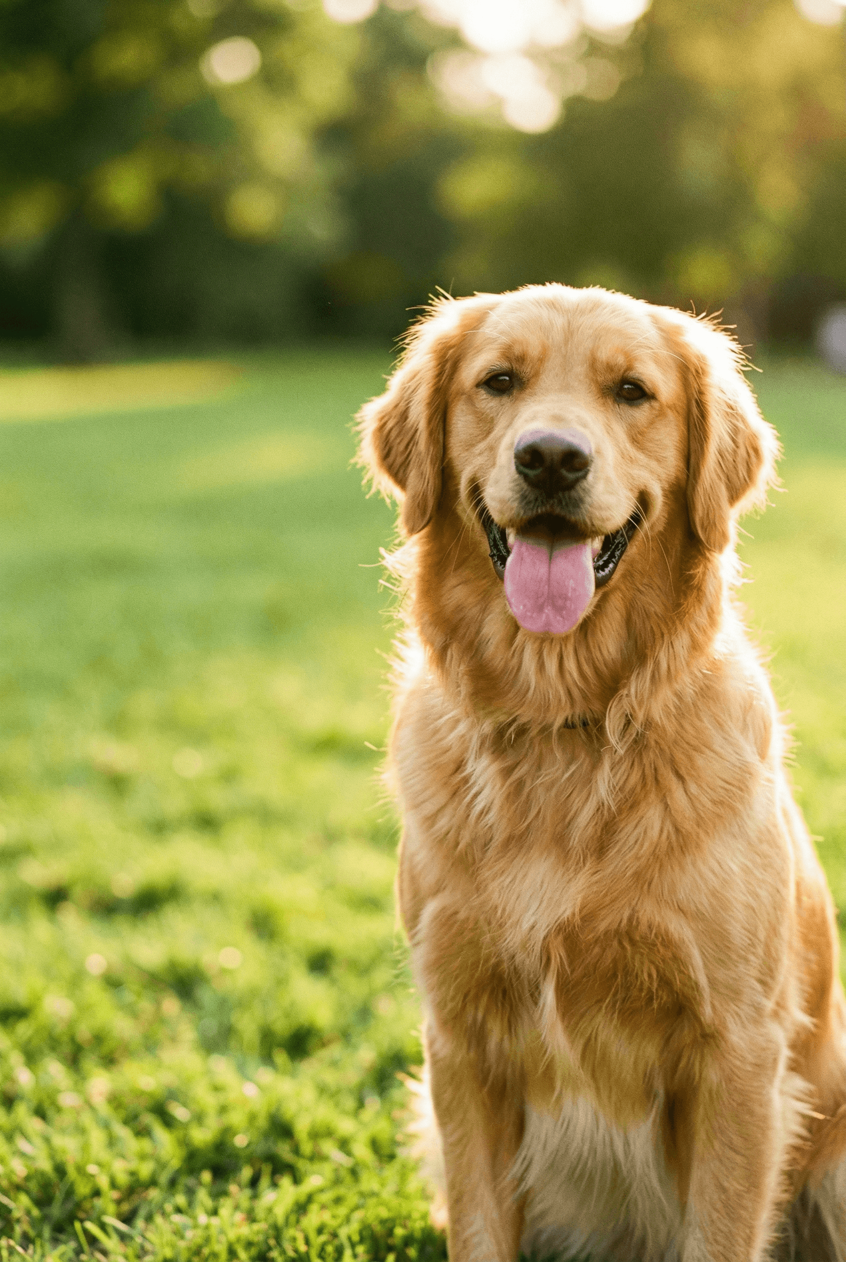Golden retriever running through sunlit grass